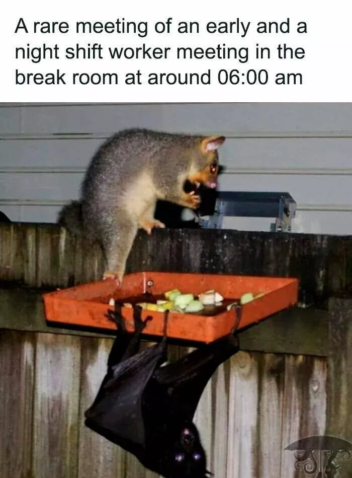 Unexpected meme chaos that hits just right - #5 