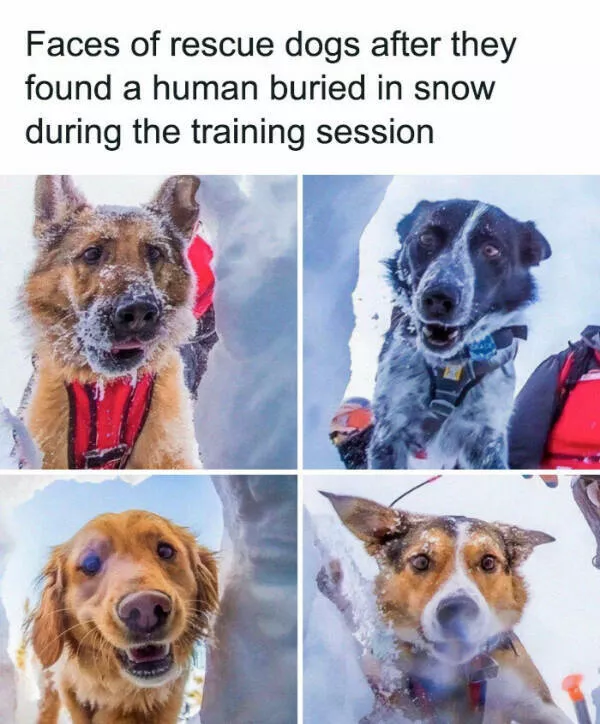 Fluffy buddies that lift your spirits instantly - #1 