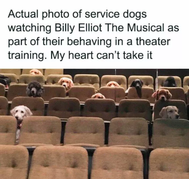Fluffy buddies that lift your spirits instantly - #12 