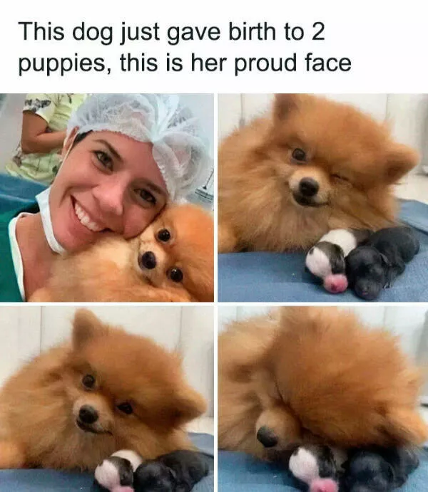 Fluffy buddies that lift your spirits instantly - #17 