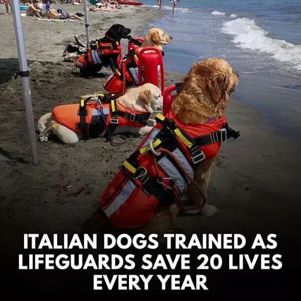 Fluffy buddies that lift your spirits instantly - #26 