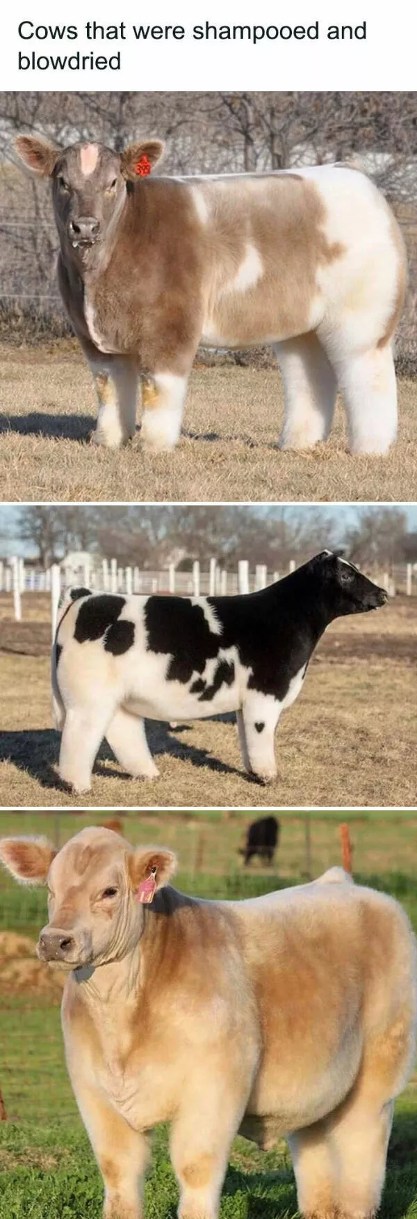 Fluffy buddies that lift your spirits instantly - #27 