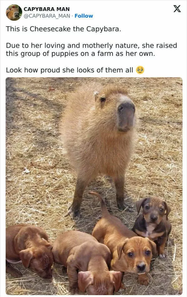 Fluffy buddies that lift your spirits instantly - #29 