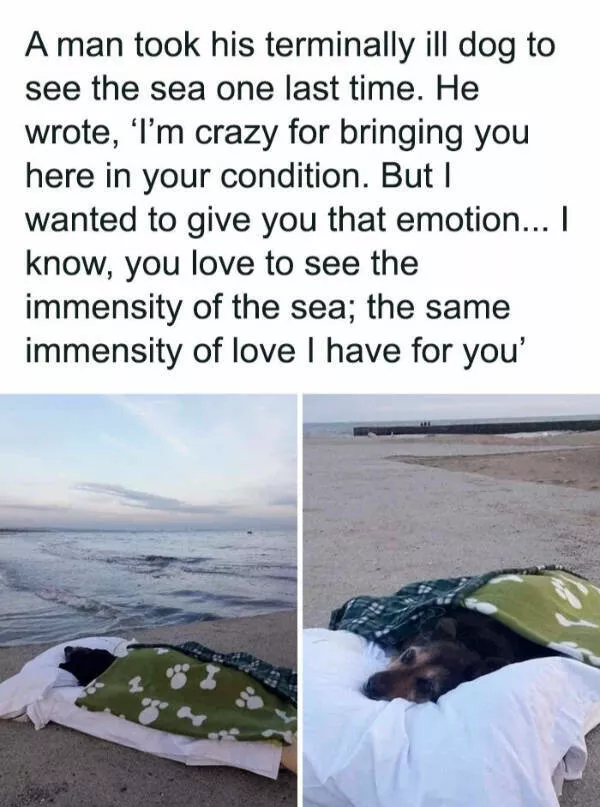 Fluffy buddies that lift your spirits instantly - #3 