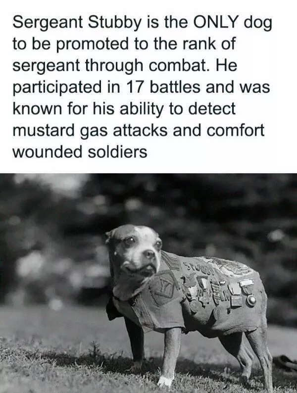 Fluffy buddies that lift your spirits instantly - #4 