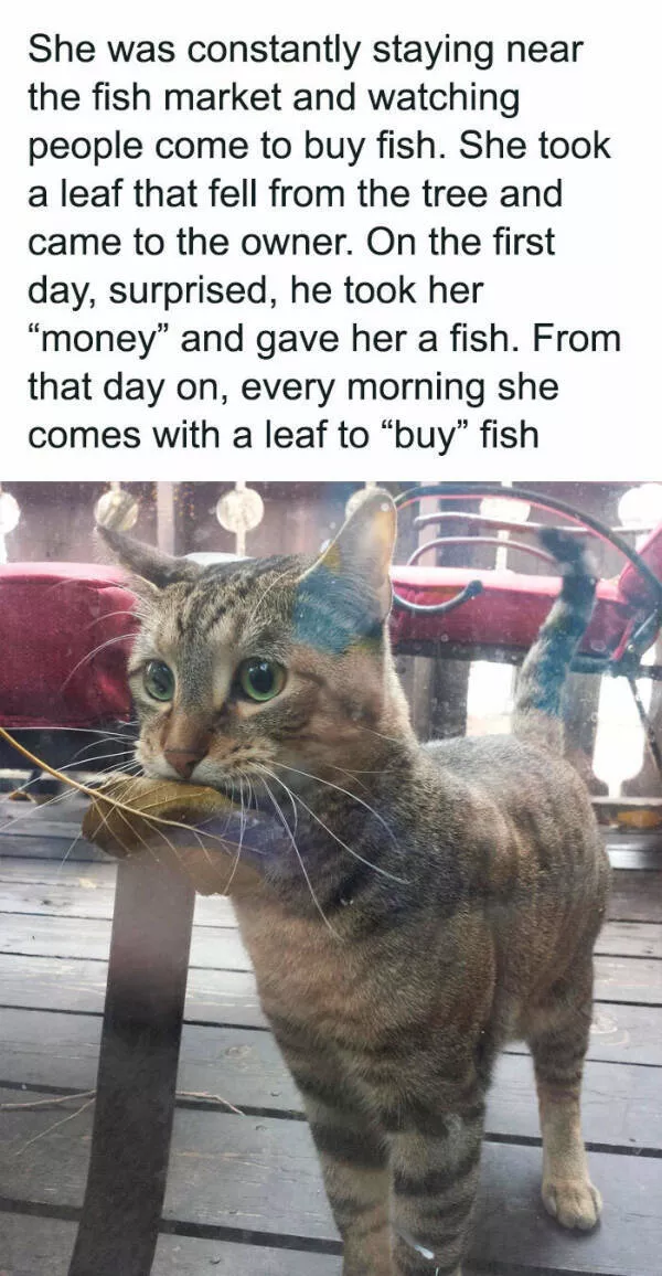 Fluffy buddies that lift your spirits instantly - #5 