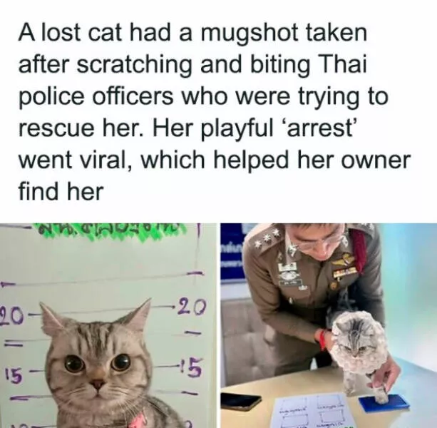 Fluffy buddies that lift your spirits instantly - #6 