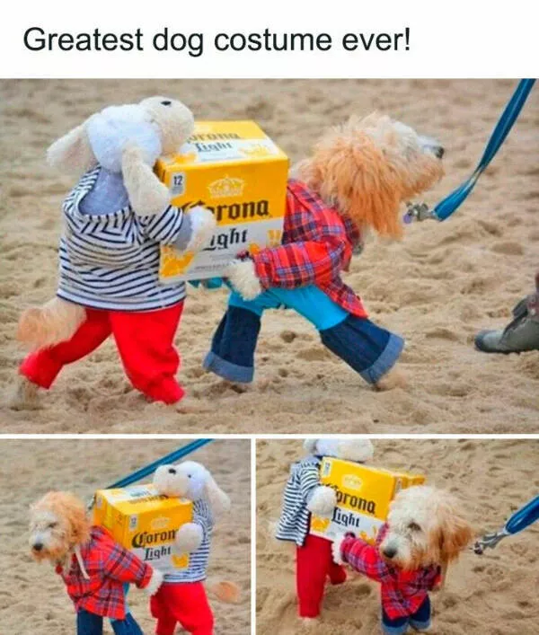 Fluffy buddies that lift your spirits instantly - #7 