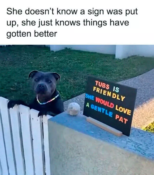 Fluffy buddies that lift your spirits instantly - #8 