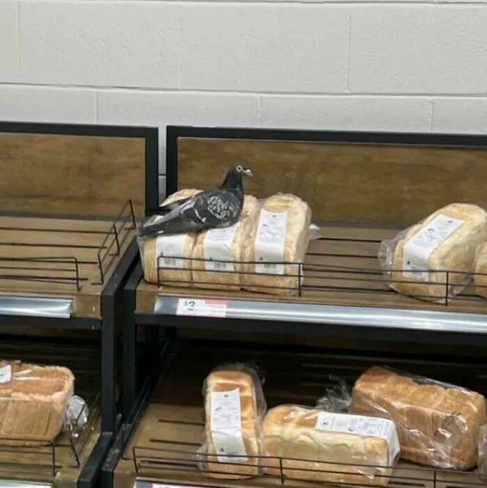 The internet unleashed one crazy pic at a time - #21 