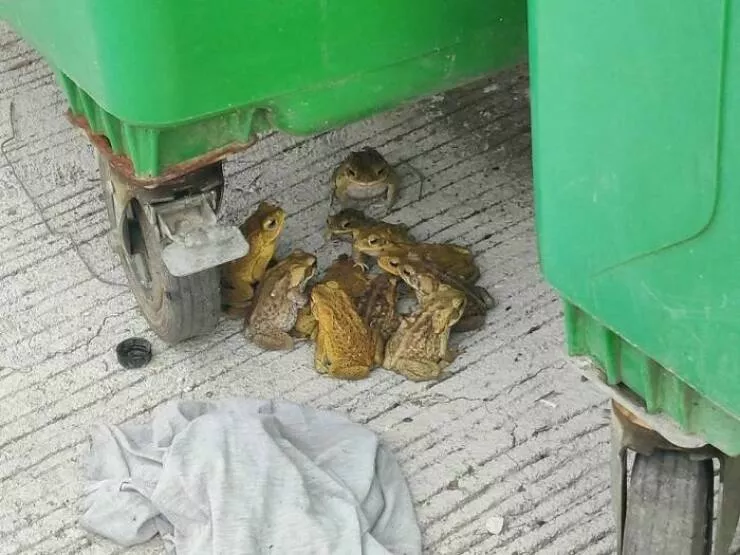 Le cote sauvage du net image apres image - #31 
