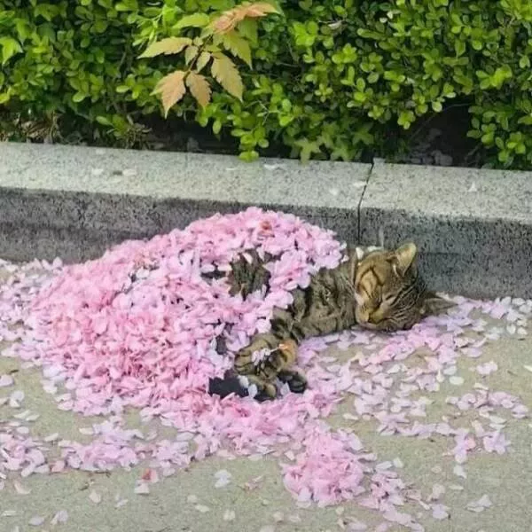 Le cote sauvage du net image apres image - #40 
