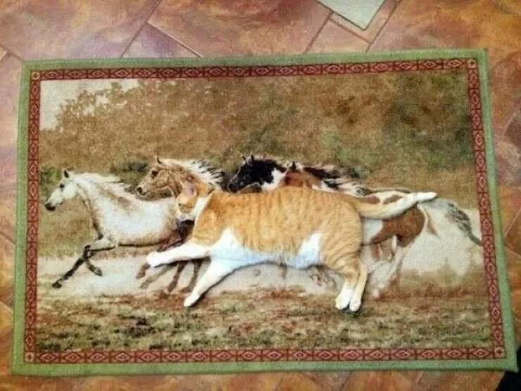 Le cote sauvage du net image apres image - #41 