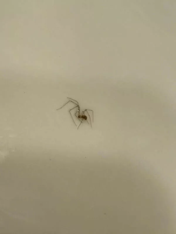 Juste une sale journee - #17 J’Ai Sentit Quelque Chose Dans Mon Oreille… C’Était Un Insecte