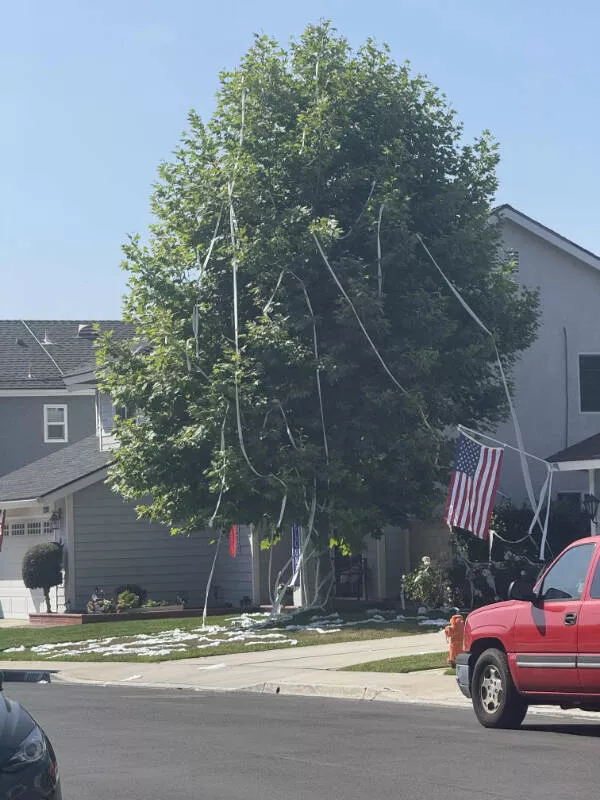 One of those days captured in photos - #19 Neighbor's House Got TP'd—Massive Mess Everywhere