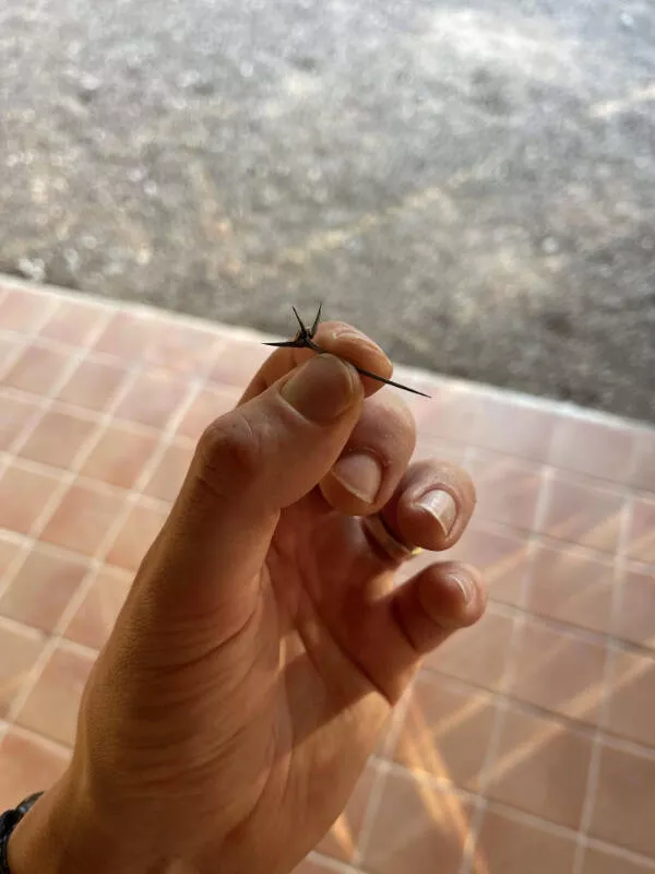One of those days captured in photos - #8 Stepped on a Thorn So Sharp It Pierced My Shoe