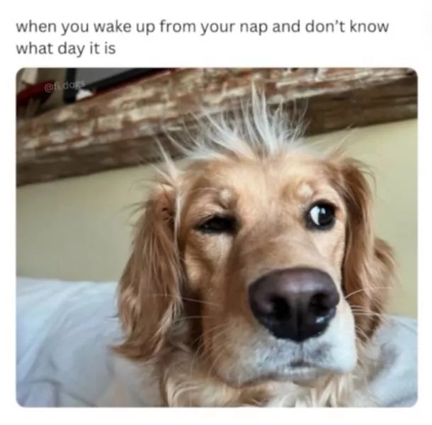 Heart melting sleepy animals - #1 