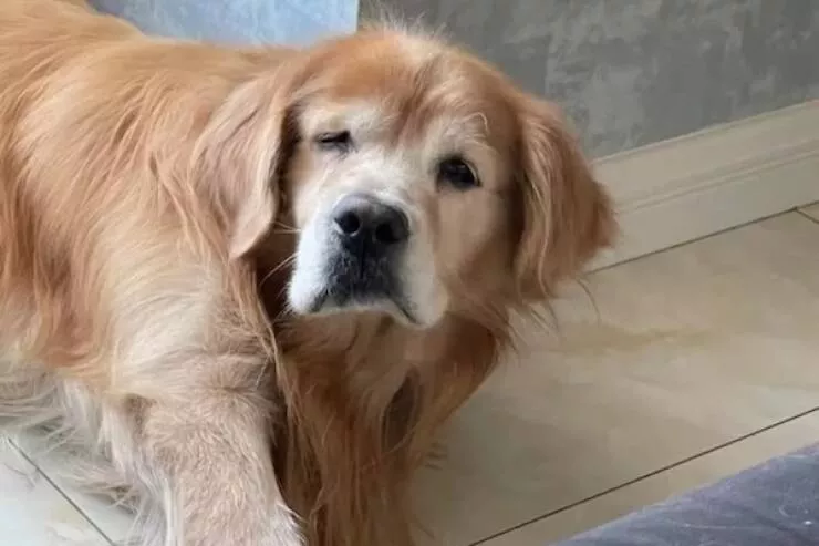 Animaux endormis adorables qui font fondre le coeur - #11 