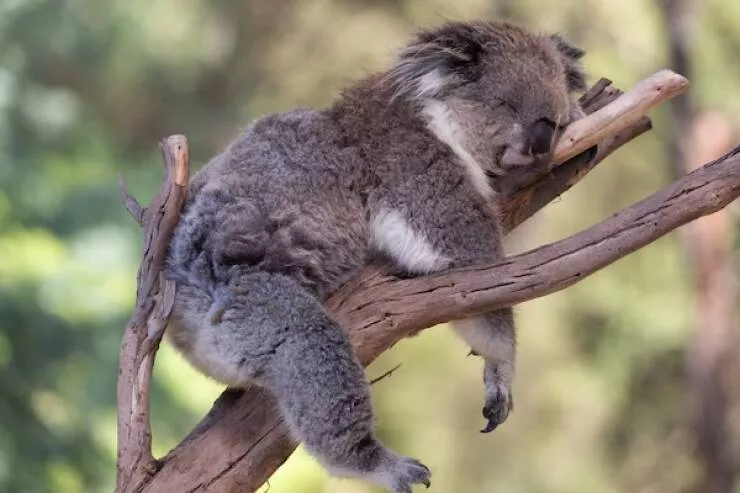 Heart melting sleepy animals - #12 