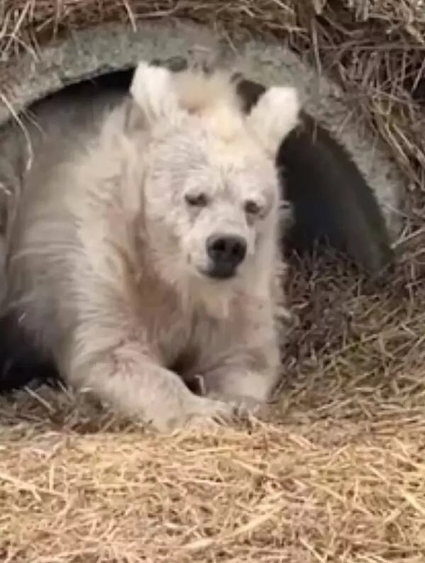 Heart melting sleepy animals - #13 
