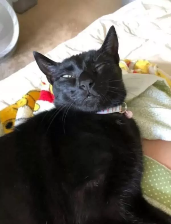 Heart melting sleepy animals - #15 