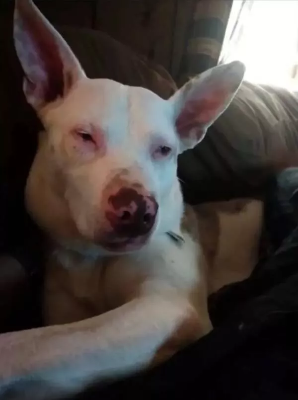 Heart melting sleepy animals - #16 