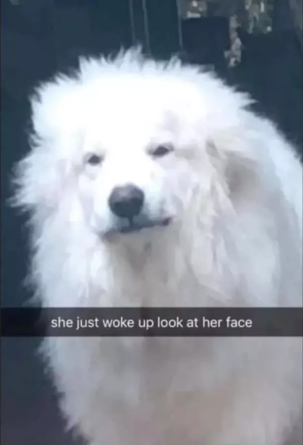 Heart melting sleepy animals - #17 