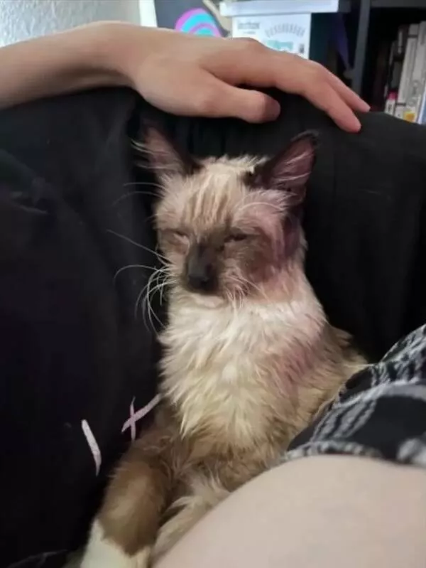 Heart melting sleepy animals - #18 