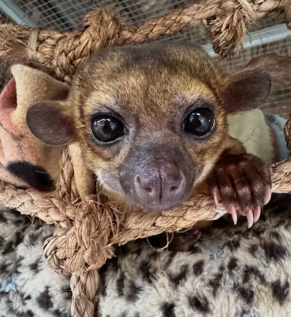 Heart melting sleepy animals - #19 