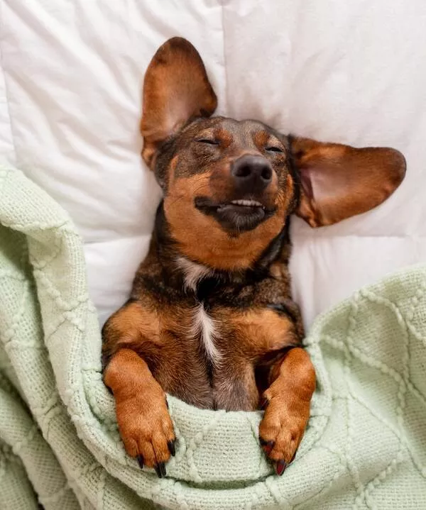 Heart melting sleepy animals - #20 