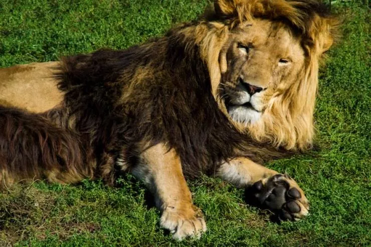 Animaux endormis adorables qui font fondre le coeur - #21 