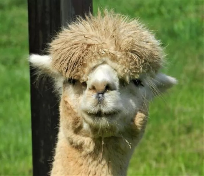 Heart melting sleepy animals - #22 