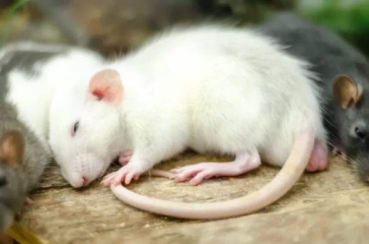 Heart melting sleepy animals - #23 