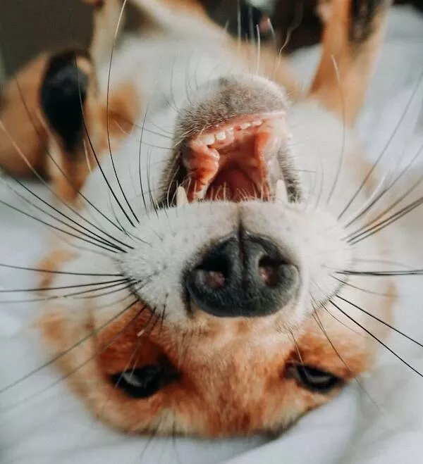 Animaux endormis adorables qui font fondre le coeur - #24 