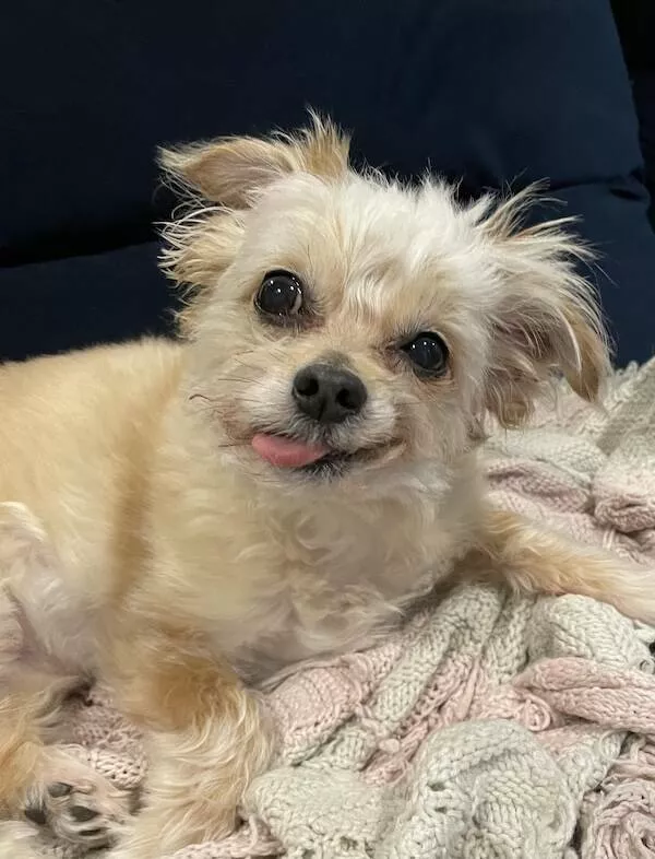 Animaux endormis adorables qui font fondre le coeur - #27 