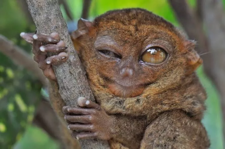 Heart melting sleepy animals