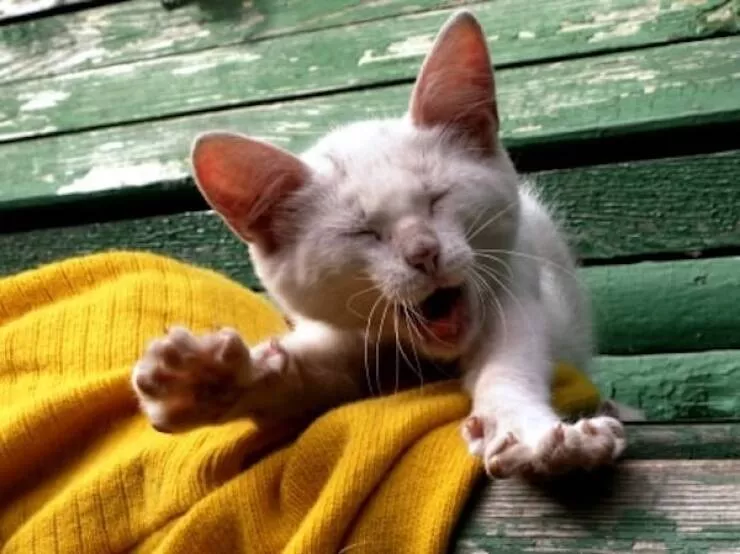 Animaux endormis adorables qui font fondre le coeur - #29 