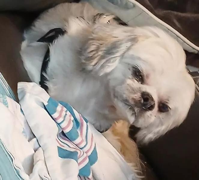 Heart melting sleepy animals - #3 