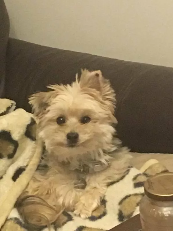 Animaux endormis adorables qui font fondre le coeur - #30 