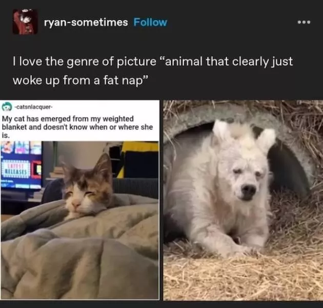 Animaux endormis adorables qui font fondre le coeur - #31 