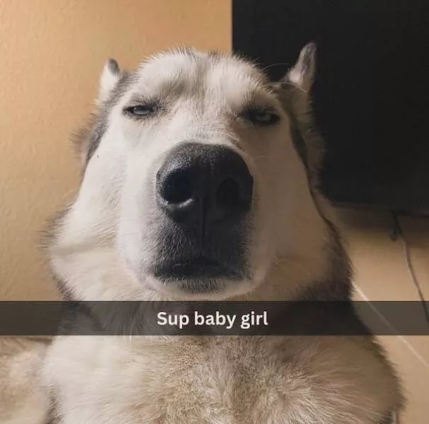 Heart melting sleepy animals - #4 