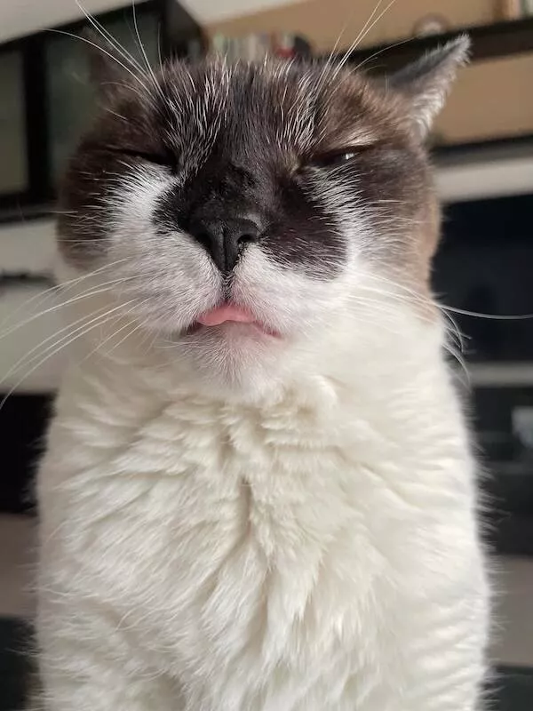 Animaux endormis adorables qui font fondre le coeur - #5 