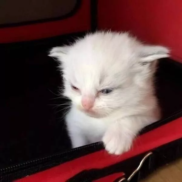 Heart melting sleepy animals - #6 