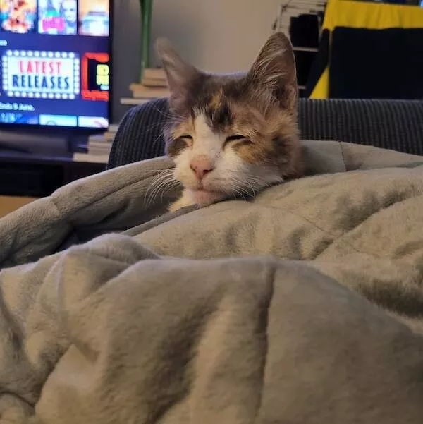 Heart melting sleepy animals - #7 