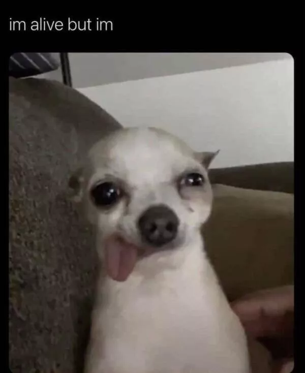 Heart melting sleepy animals - #8 