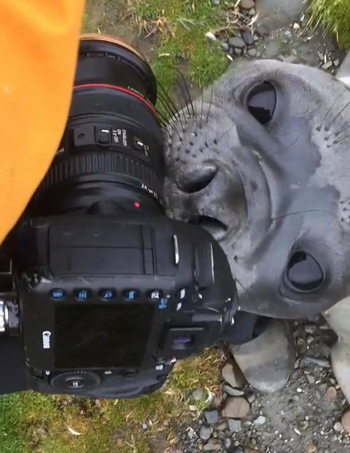 When nature lends a helping paw to photographers - #11 