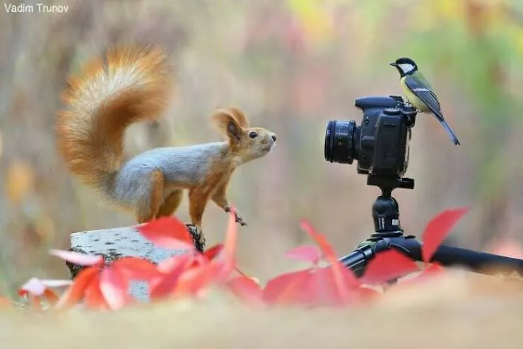 When nature lends a helping paw to photographers - #13 