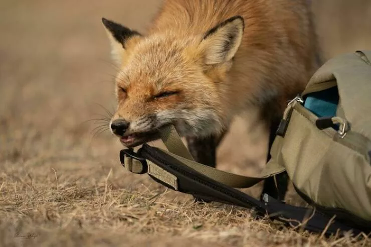 When nature lends a helping paw to photographers - #16 