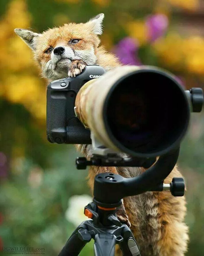 When nature lends a helping paw to photographers - #17 
