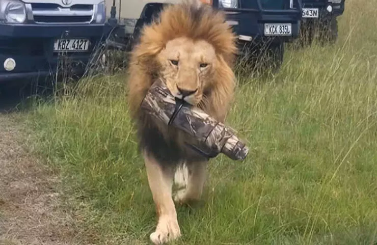 When nature lends a helping paw to photographers - #20 